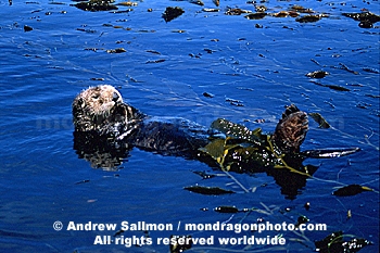 Sea Otter