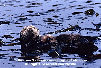 Sea Otter