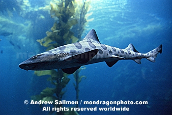 Leopard Shark