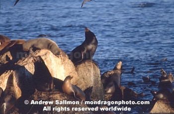 California Sea Lions