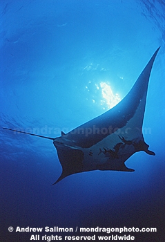 Manta Ray