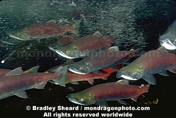 Sockeye Salmon Spawning