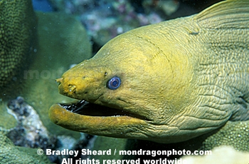 Green Moray