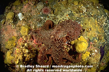 Giant Pacific Octopus