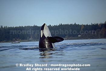 Orca Whale Spyhopping