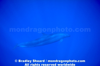 False Killer Whale