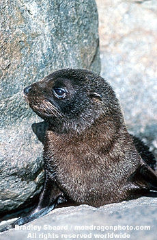 New Zealand Fur Seal Pup