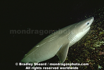 Sixgill Shark