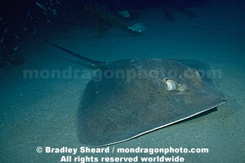 Atlantic Stingray