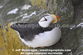 Horned Puffin