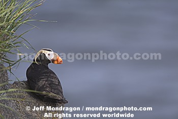 Tufted Puffin