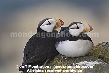 Horned Puffins