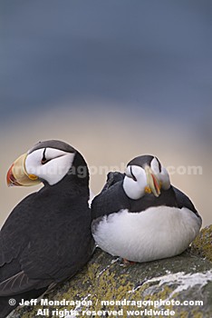 Horned Puffins