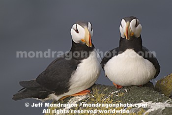 Horned Puffins