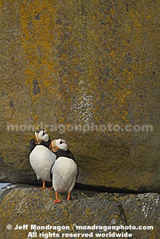 Horned Puffins