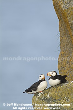 Horned Puffins