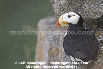 Horned Puffin