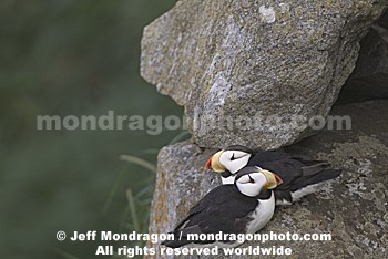 Horned Puffins