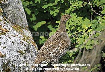 Blue Grouse