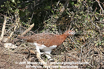 Willow Ptarmigan