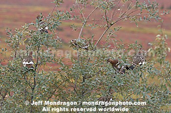 Willow Ptarmigan