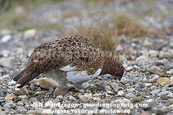 Willow Ptarmigan