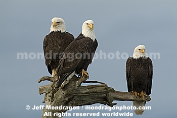 Bald Eagles