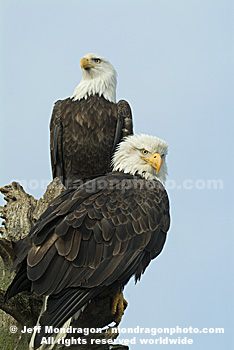 Bald Eagles