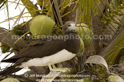 Brown Booby   