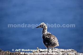 Western Gull Chick