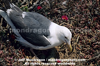 Western Gull 