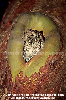 Western Screech owl 