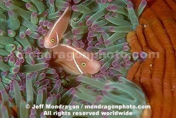 Pink Anemonefish