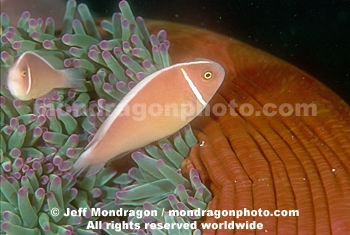 Pink Anemonefish