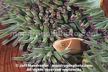 Pink Anemonefish