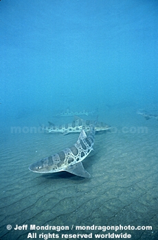 Leopard Shark