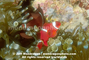 Spine-cheek Anemonefish