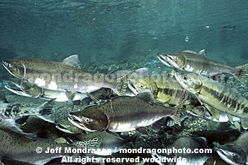 Pink & Chum Salmon