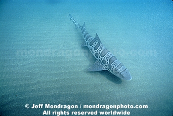 Leopard Shark