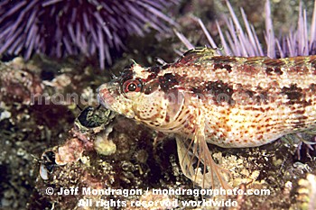 Island Kelpfish