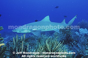 Lemon Shark