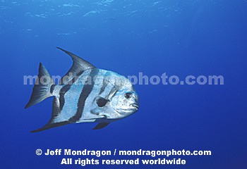 Atlantic Spadefish
