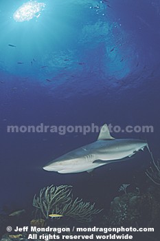 Caribbean Reef Shark