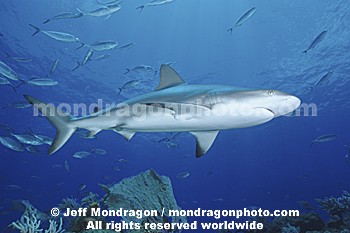 Caribbean Reef Shark