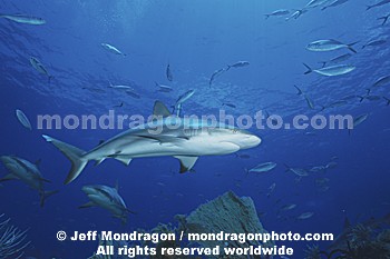 Caribbean Reef Shark