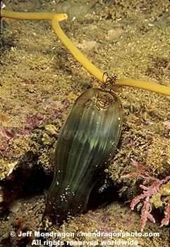 Swell Shark Egg Case