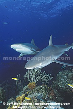 Caribbean Reef Shark