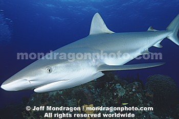 Caribbean Reef Shark