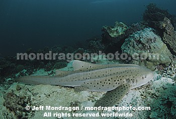 Zebra Shark