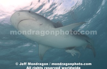 Tiger Shark